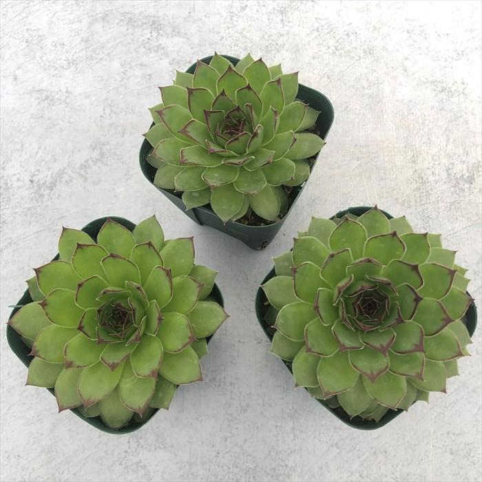多肉植物 センペルビウム リンボ 7.5cmポット 観葉植物 インテリア siz