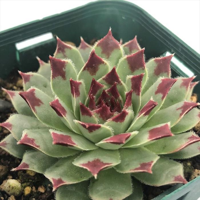 多肉植物 センペルビウム 綾桜 7.5cmポット 観葉植物 インテリア siz