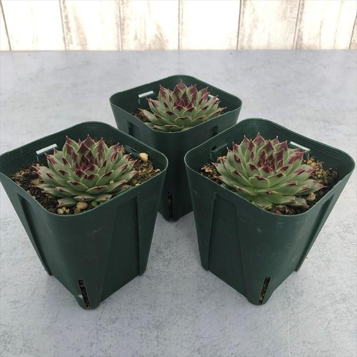 多肉植物 センペルビウム 綾桜 7.5cmポット 観葉植物 インテリア siz