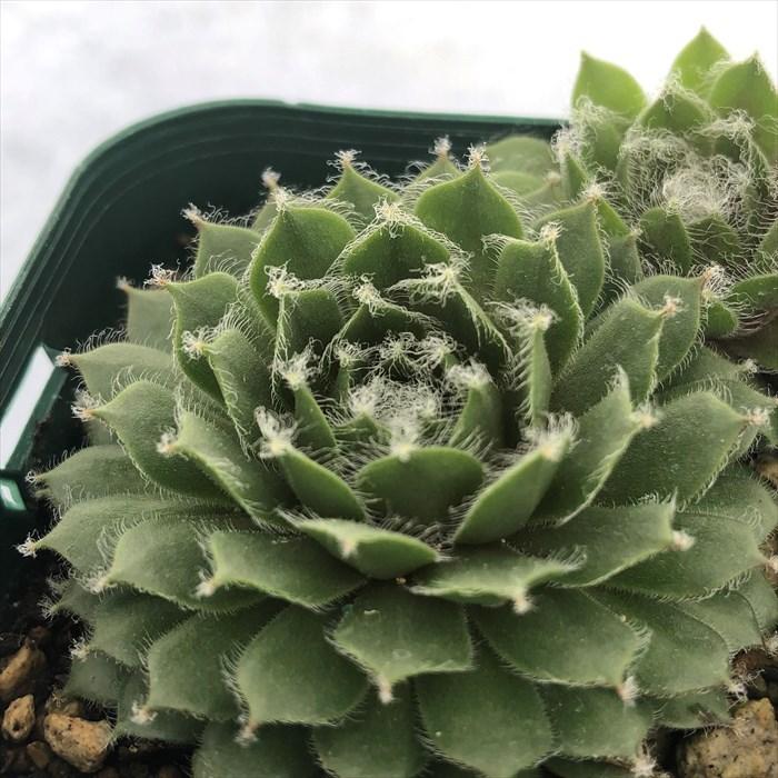 センペルビウム 巻絹の商品一覧 通販 Yahoo ショッピング