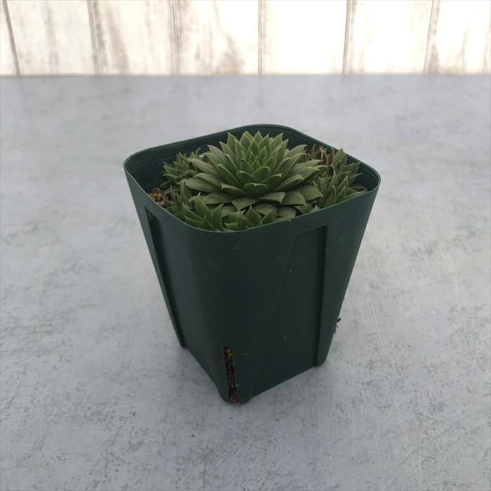 多肉植物 センペルビウム SPN-11 7.5cmポット 観葉植物 インテリア siz