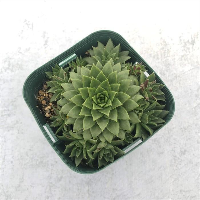 多肉植物 センペルビウム SPN-11 7.5cmポット 観葉植物 インテリア siz