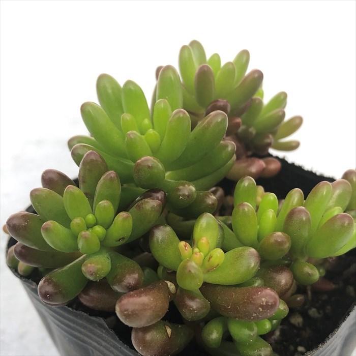 165円 男性に人気 多肉植物 セダム 虹の玉 9cmポット 観葉植物 インテリア