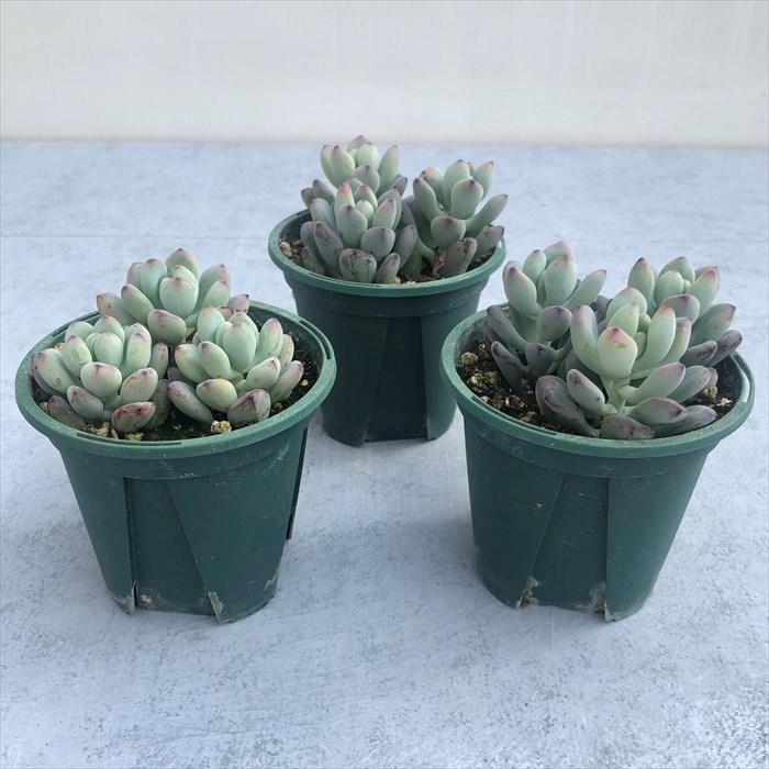 多肉植物 セダム コミックトム 8cmポット 観葉植物 インテリア ssf