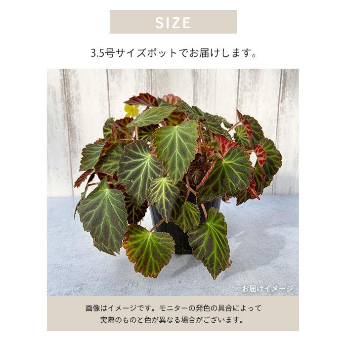 予約販売】 球根性ベゴニア ペアルケイ 3.5号ポット ベゴニア 鉢花