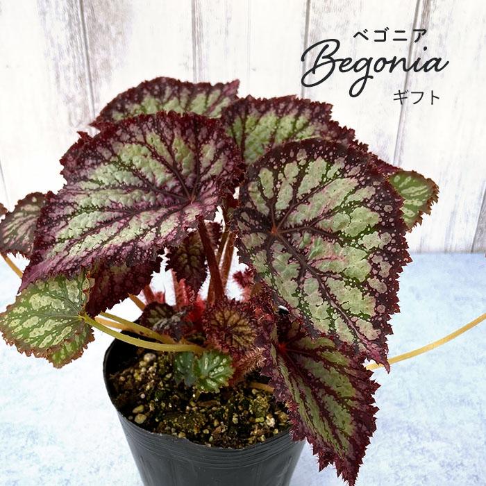 予約販売】 レックスベゴニア ギフト 3.5号ポット ベゴニア 鉢花