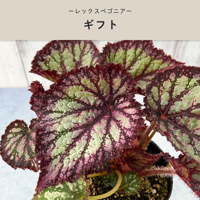 予約販売】 レックスベゴニア ギフト 3.5号ポット ベゴニア 鉢花