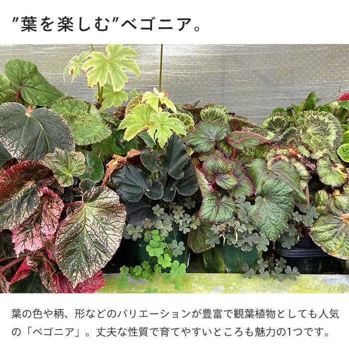 予約販売】 レックスベゴニア ギフト 3.5号ポット ベゴニア 鉢花