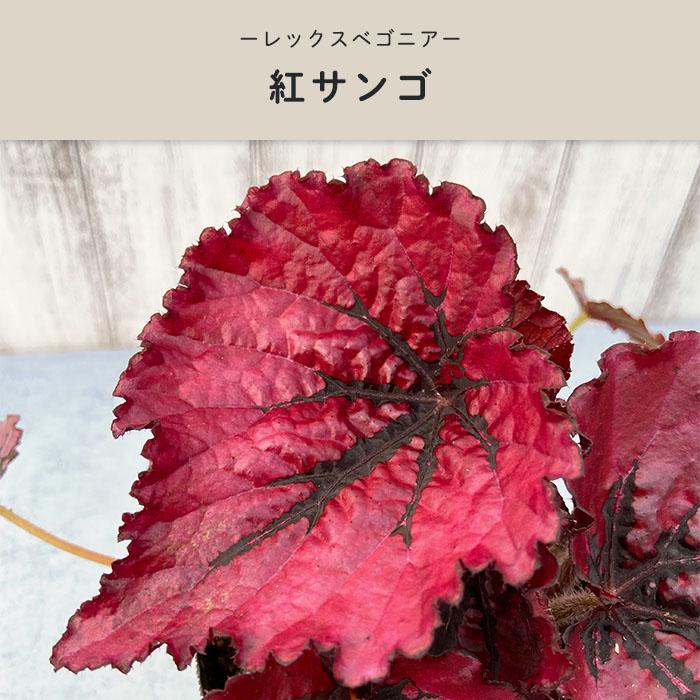 予約販売】 レックスベゴニア 紅サンゴ 3.5号ポット ベゴニア 鉢花