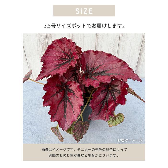 ベゴニア 赤と緑の斑入り 小型 園芸ネット本店｜ベゴニア（木立性）：スノーキャップ 斑入り 2.5号