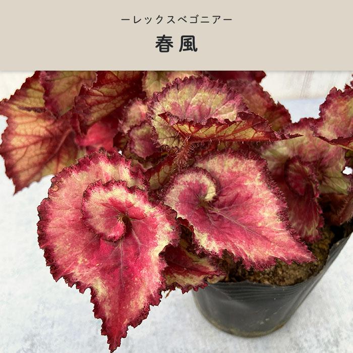 予約販売】 レックスベゴニア 春風 3.5号ポット ベゴニア 鉢花