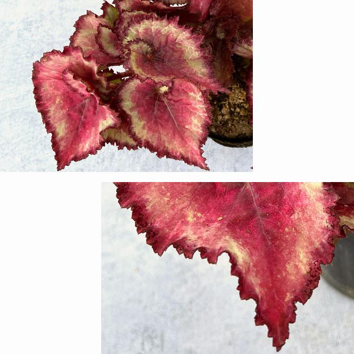 植物 予約販売】 レックスベゴニア 春風 3.5号ポット ベゴニア 鉢花