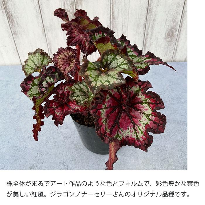 予約販売】 レックスベゴニア 紅風 3.5号ポット ベゴニア 鉢花