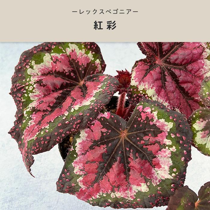 予約販売】 レックスベゴニア 紅彩 3.5号ポット ベゴニア 鉢花
