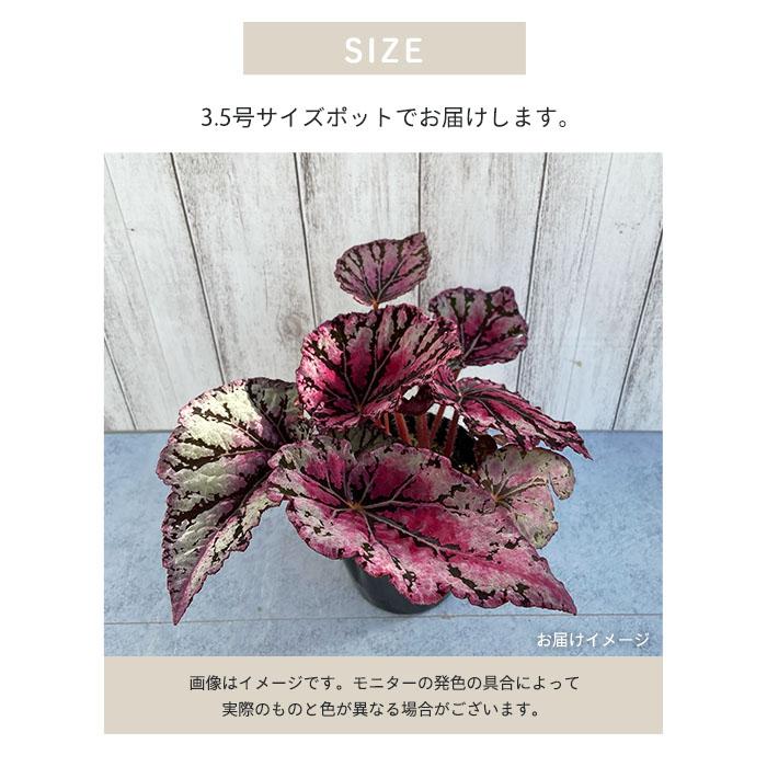 予約販売】 レックスベゴニア 金環 3.5号ポット ベゴニア 鉢花
