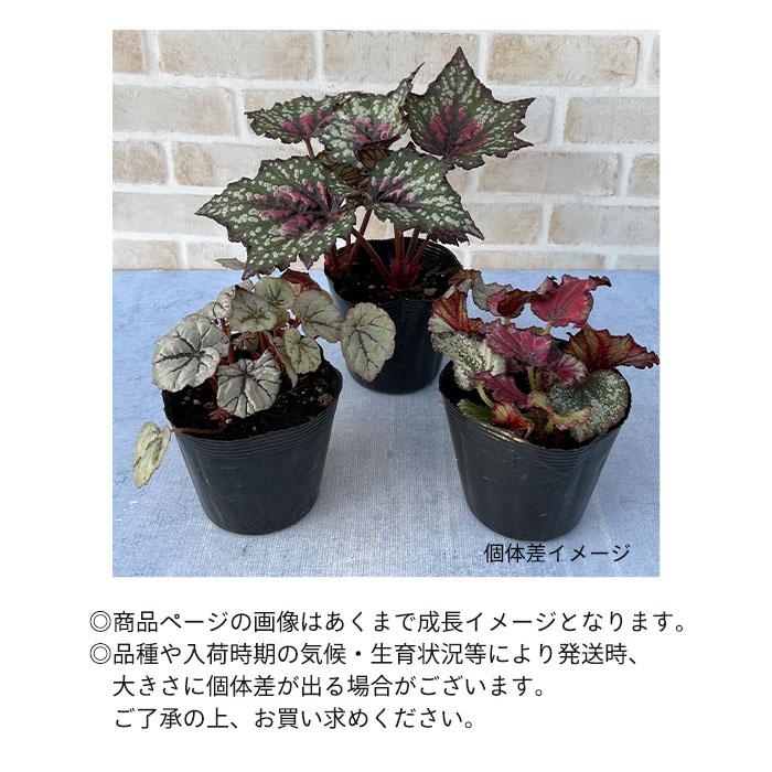 まもなく予約締切】 【予約販売】 レックスベゴニア 金環 3.5号ポット