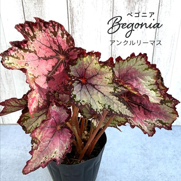 予約販売】 レックスベゴニア アンクルリーマス 3.5号ポット ベゴニア