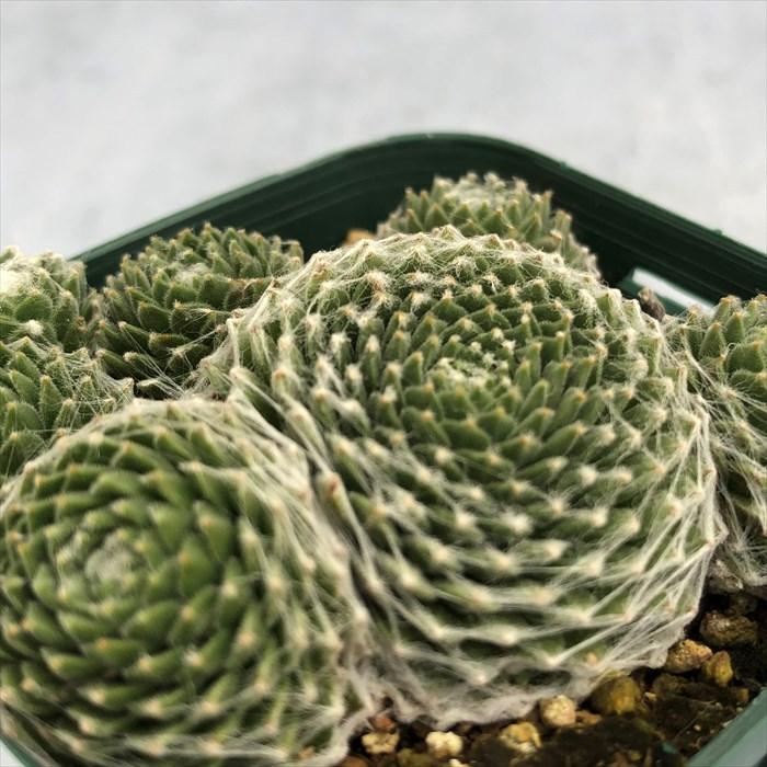 多肉植物 センペルビウム スノースパイダー 7.5cmポット 観葉植物