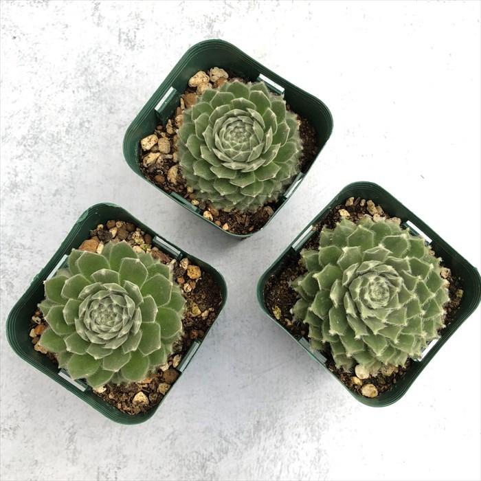 多肉植物 センペルビウム ムーンドロップ 7.5cmポット 観葉植物 