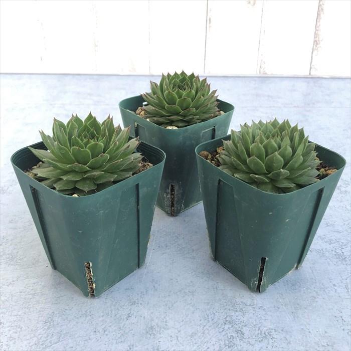 多肉植物 センペルビウム タルク 7.5cmポット 観葉植物 インテリア siz