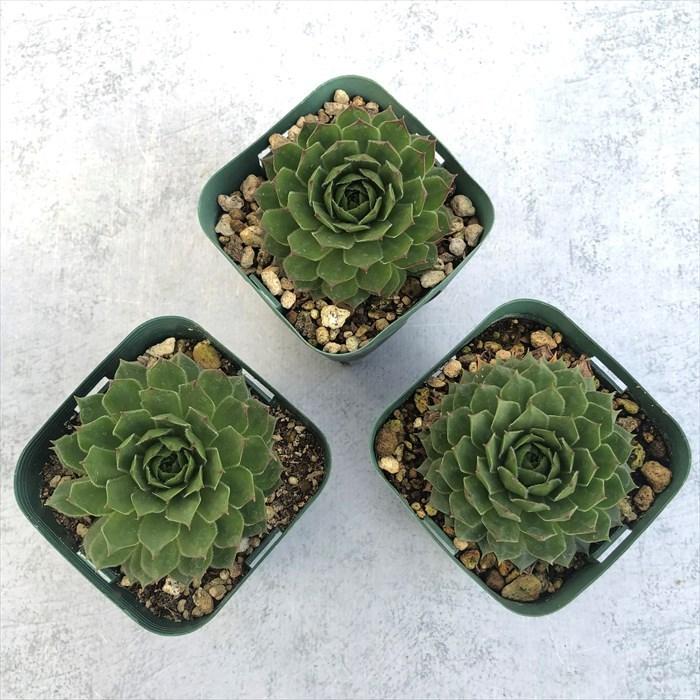 多肉植物 センペルビウム タルク 7.5cmポット 観葉植物 インテリア siz