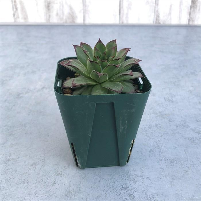 多肉植物 センペルビウム ビトム 7.5cmポット 観葉植物