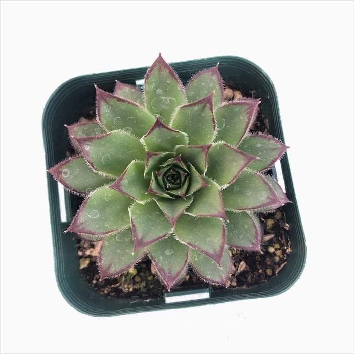 SALE♡センペルビウム ７個 多肉植物 多肉植物 センペルビウム ビトム 7.5cmポット 観葉植物