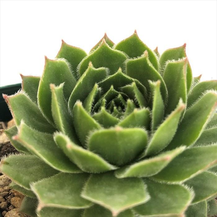 多肉植物 センペルビウム モアハニーブルーホリズン 7.5cmポット 観葉