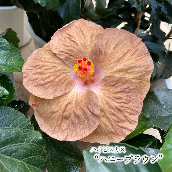 予約販売 ハイビスカス ハニーブラウン 5号 鉢植え Fru 5月中旬以降発送 L レイテストプランツ 通販 Yahoo ショッピング