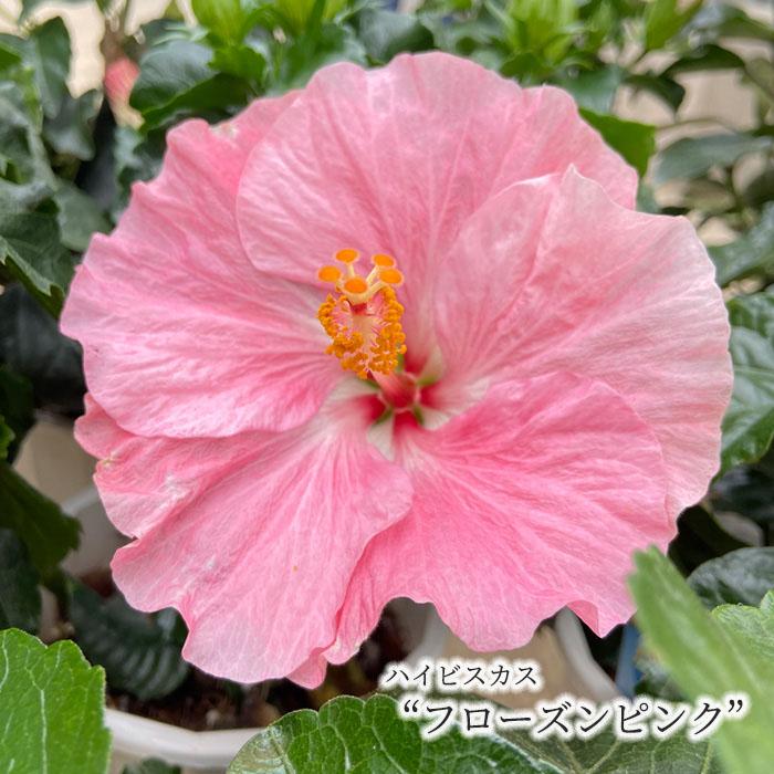 ハイビスカス フローズンピンク 5号 鉢植え Fru 5月中旬以降発送 Autoday By