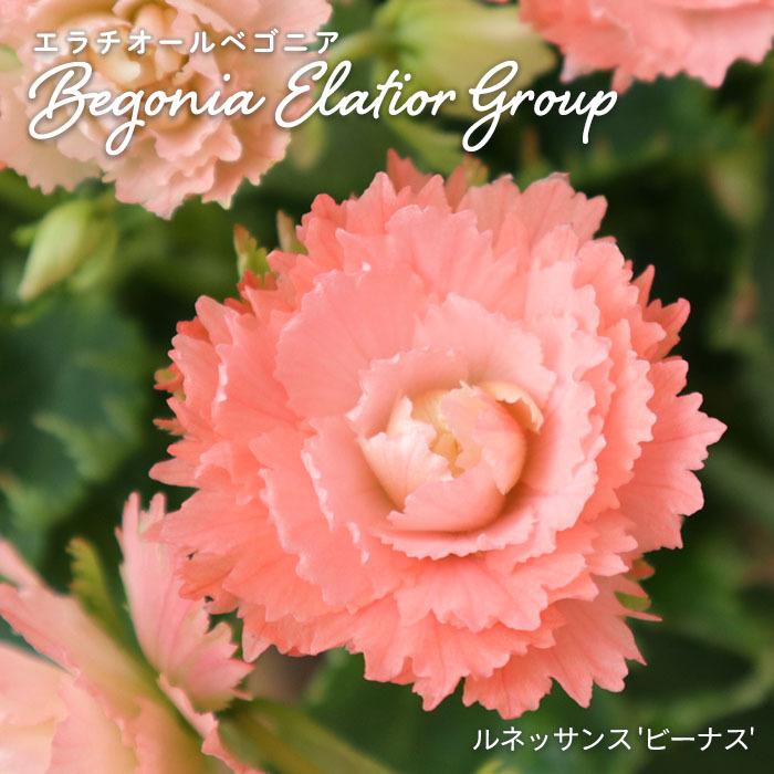 まもなく予約締切】 【予約販売】エラチオールベゴニア ルネッサンス