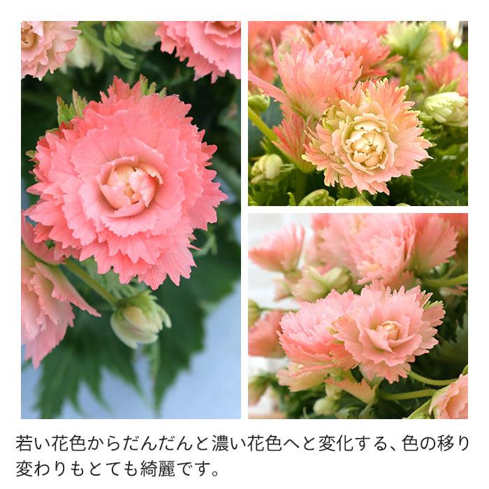 まもなく予約締切】 【予約販売】エラチオールベゴニア ルネッサンス
