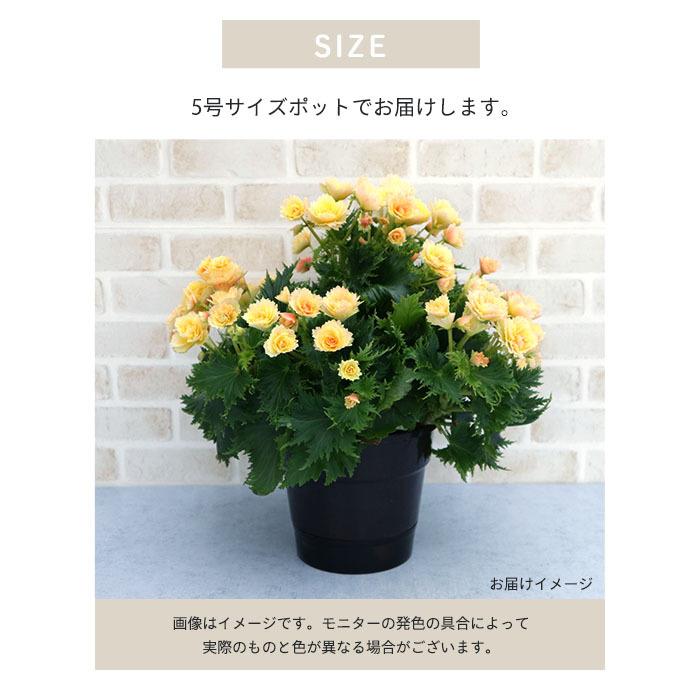 まもなく予約締切】 【予約販売】エラチオールベゴニア ルネッサンス