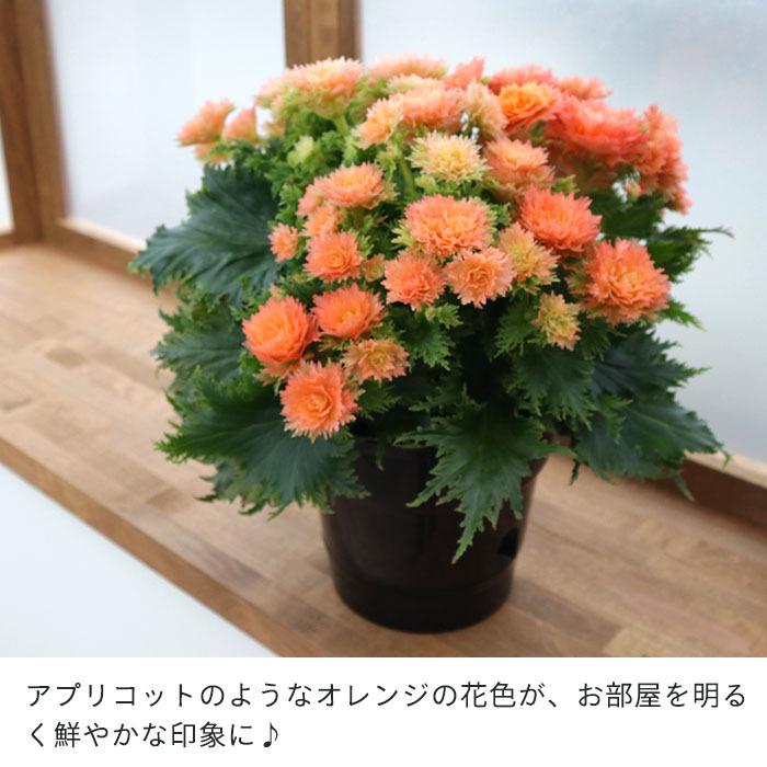 最大65 Offクーポン エラチオールベゴニア 八重咲きオレンジ 5寸鉢ごと 苗 植物 Praveenmotors Com