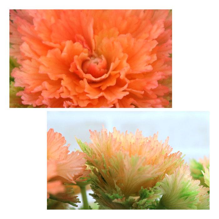 エラチオールベゴニア 八重咲きオレンジ 5寸鉢ごと 苗 植物