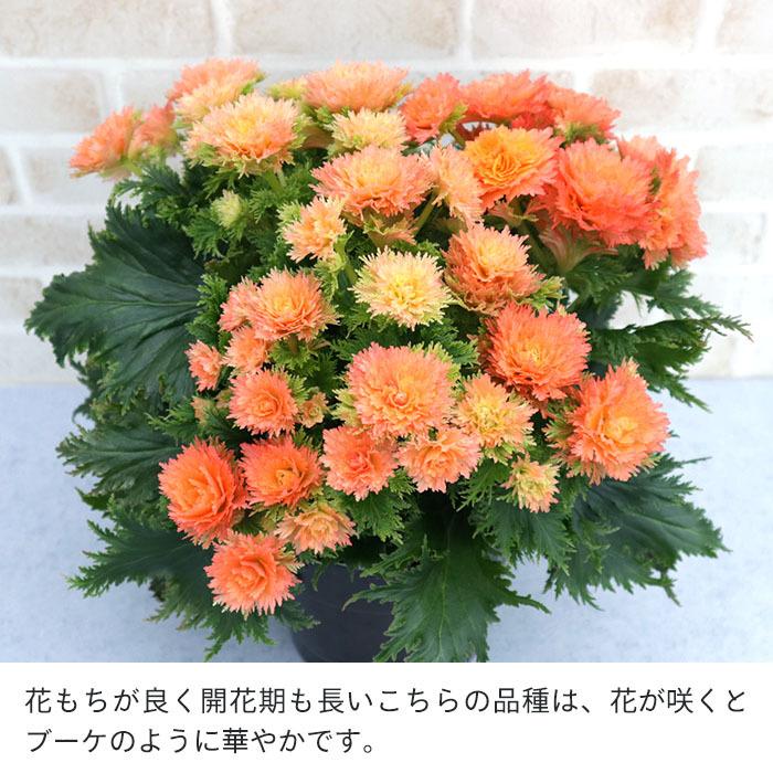 エラチオールベゴニア 八重咲きオレンジ 5寸鉢ごと 苗 植物