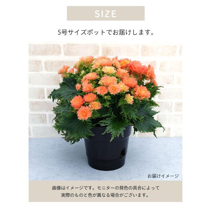エラチオールベゴニア 八重咲きオレンジ 5寸鉢ごと 苗 植物