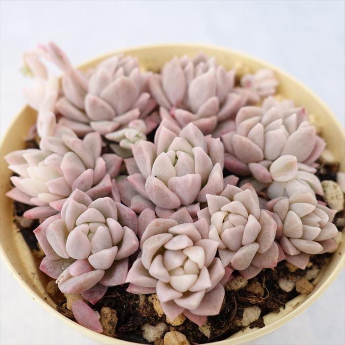 多肉植物 エケベリア プロリフィカ錦 6cmポット 観葉植物 インテリア 