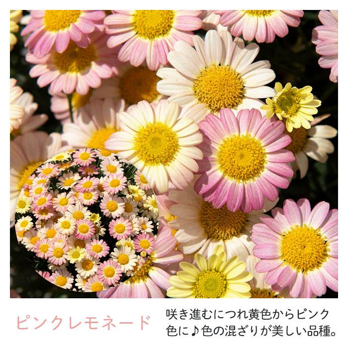 予約販売】選べるボンザ マーガレット 登録品種 4号ポット 花苗
