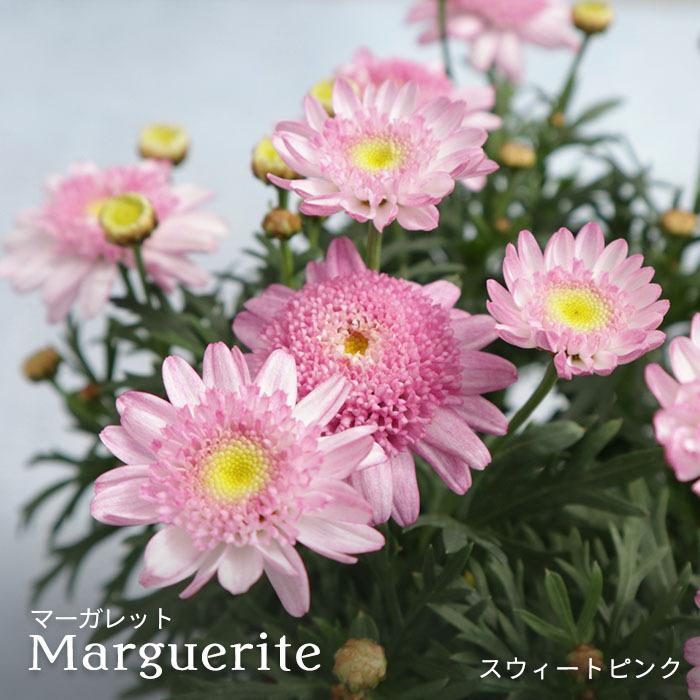 予約販売 マーガレット スウィートピンク 10 5cmポット 品種登録出願中 花苗 ガーデニング Tuj 3月上旬以降発送 L レイテストプランツ 通販 Yahoo ショッピング