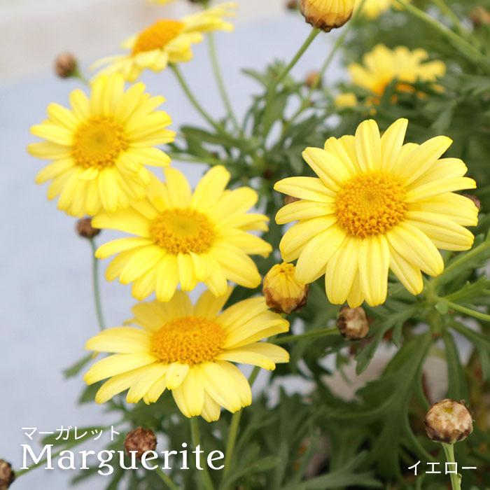 予約販売 マーガレット モリンバ イエロー 10 5cmポット 花苗 ガーデニング Mtm 3月上旬以降発送 L レイテストプランツ 通販 Yahoo ショッピング