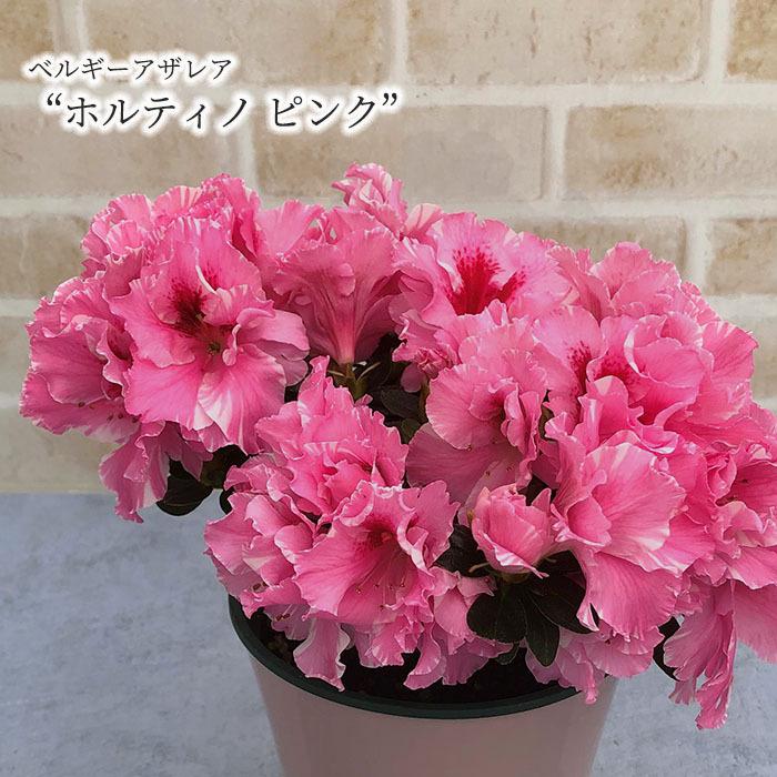 予約販売 ベルギーアザレア ホルティノ ピンク 4号鉢 鉢植え ガーデニング 1月下旬以降発送 L レイテストプランツ 通販 Yahoo ショッピング