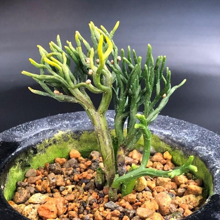 現品販売】松葉蘭 青龍角 3.5号観音鉢 マツバラン 古典植物 山野草 kih