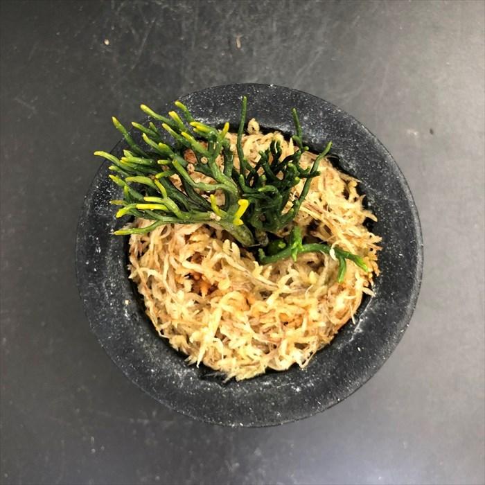 現品販売】松葉蘭 青龍角 3.5号観音鉢 マツバラン 古典植物 山野草 kih
