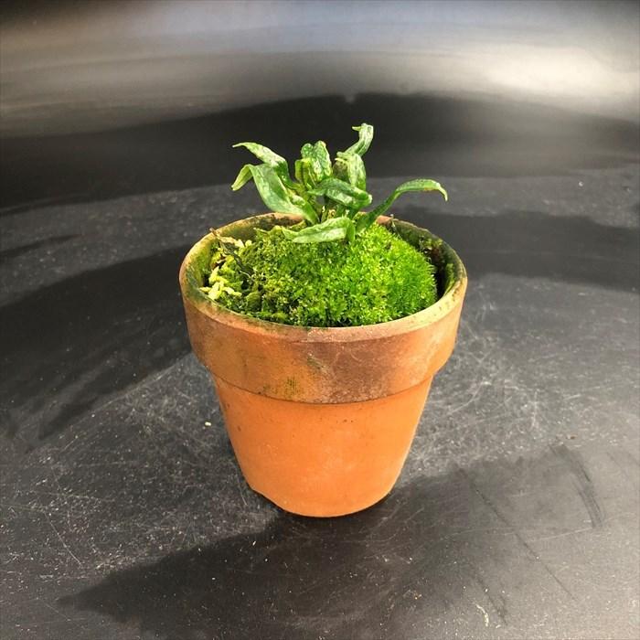 現品販売 軒忍 黒龍 2 5号鉢 ノキシノブ 古典植物 シダ植物 山野草 Kih L レイテストプランツ 通販 Yahoo ショッピング