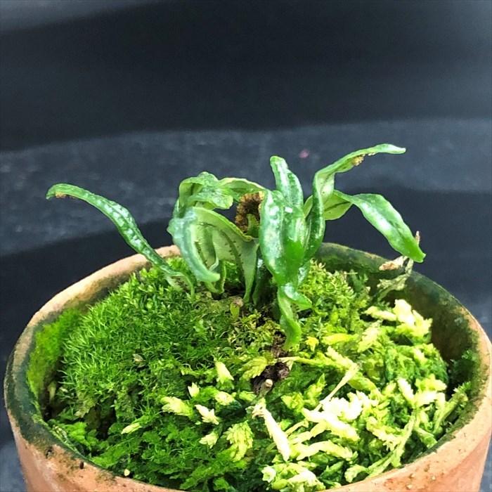 新品 純正品 現品販売 軒忍 黒龍 2 5号鉢 ノキシノブ 古典植物 シダ植物 山野草 Kih 今季イチオリーズ Siddhayatra Kemdikbud Go Id