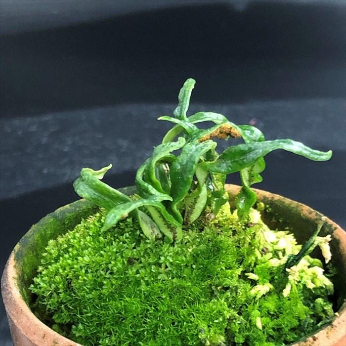 超希少 ウロコノキシノブ （ノキシノブ、パルダリウム、テラリウム