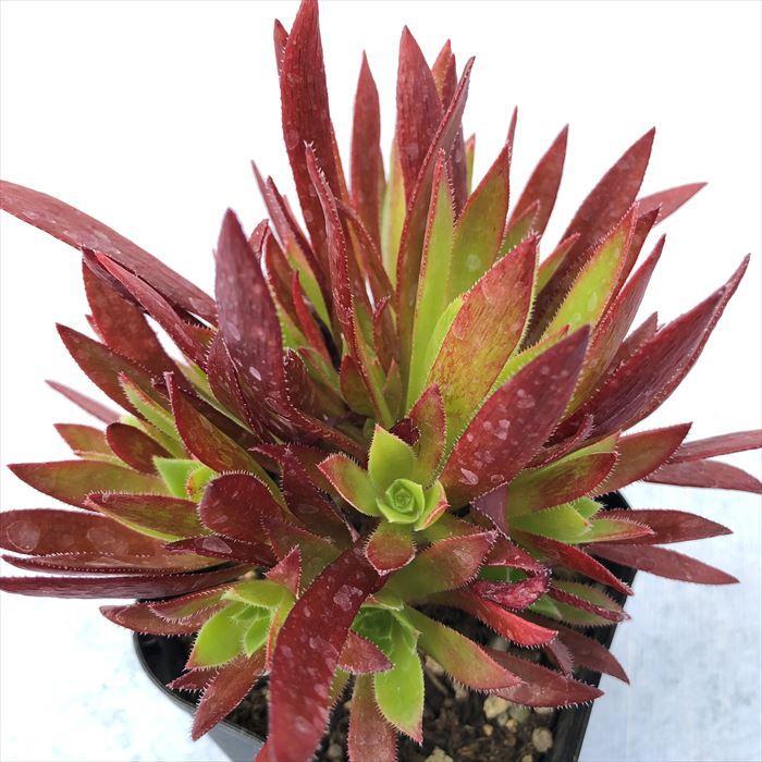 多肉植物 アエオニウム コーニッシュ トリビュート 矮性品種 9cmポット