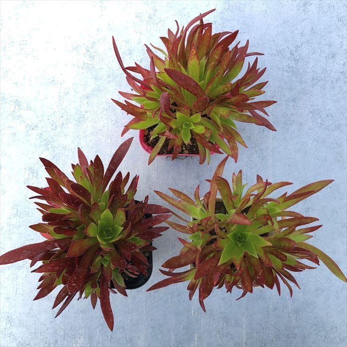 多肉植物 アエオニウム コーニッシュ トリビュート 矮性品種 9cmポット