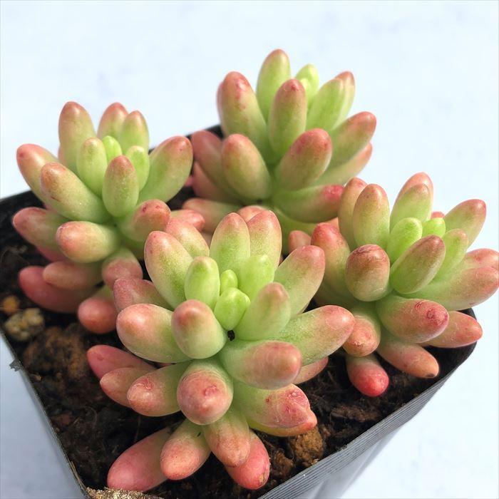 多肉植物 セダム オーロラ 7.5cmポット 観葉植物 インテリア sbs